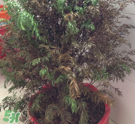 紅豆杉葉子干枯要怎么做？紅豆杉枯萎救治方法