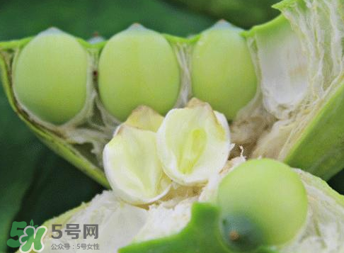 新鮮蓮蓬怎么吃？新鮮蓮蓬的吃法