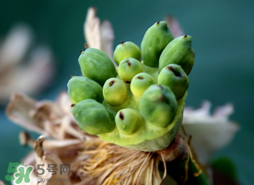 新鮮蓮蓬孕婦能吃嗎？孕婦可以吃新鮮蓮蓬嗎？