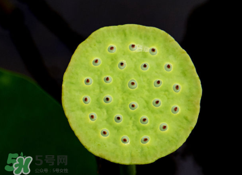 新鮮蓮蓬孕婦能吃嗎？孕婦可以吃新鮮蓮蓬嗎？