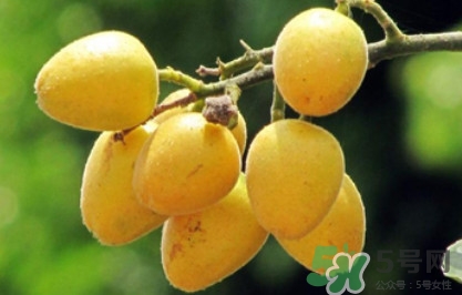 黃皮果可以和香蕉一起吃嗎？黃皮果的食用禁忌有哪些