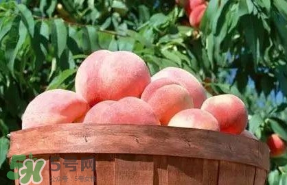 脆桃和軟桃哪個(gè)好吃？脆桃跟軟桃有什么區(qū)別？