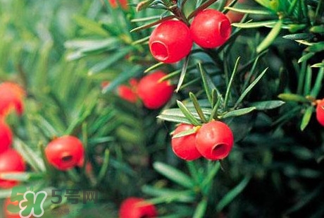 紅豆杉的果實(shí)能吃嗎？紅豆杉都有那些品種？