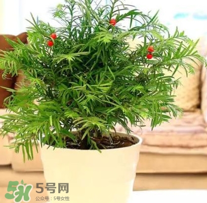 紅豆杉是什么？紅豆杉是裸子植物還是被子植物
