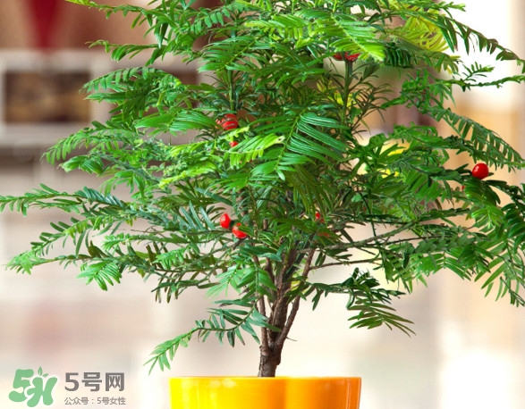 紅豆杉葉子干枯要怎么做？紅豆杉枯萎救治方法