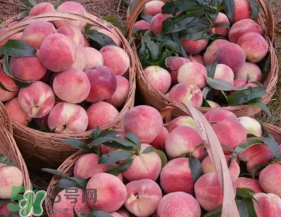 脆桃和軟桃哪個(gè)好吃？脆桃跟軟桃有什么區(qū)別？