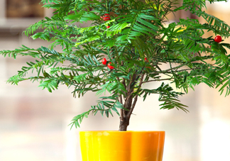 紅豆杉怎么養(yǎng)植？紅豆杉的養(yǎng)殖方法和注意事項