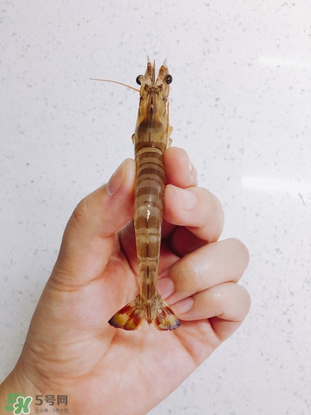 活基圍蝦怎么保存？活基圍蝦怎么處理干凈？