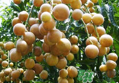 山黃皮就是黃皮果嗎？山黃皮和黃皮果的區(qū)別
