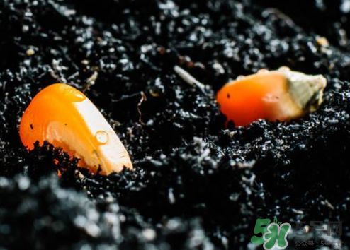 冰糖玉米種子哪里有賣？冰糖玉米種子的銷售地