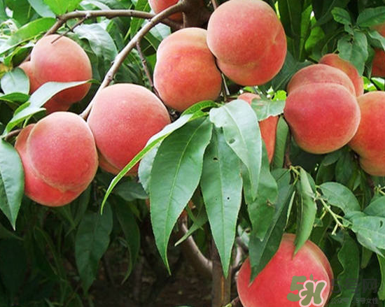 玉米和桃子能一起吃？桃子可以和玉米一起吃嗎？