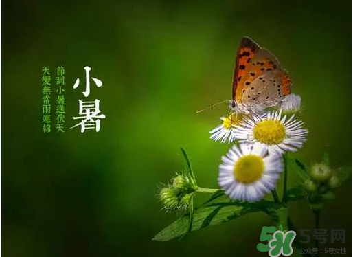 小暑種什么菜？小暑為什么要種牽?；?？