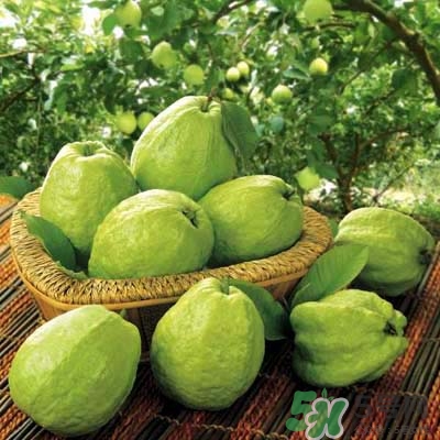 哺乳期可以吃番石榴嗎？哺乳期不能吃什么？