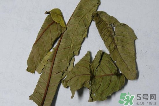 番石榴葉茶怎么做？番石榴葉茶的副作用