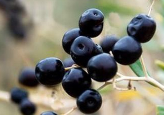 女人喝黑枸杞有什么用？女人喝黑枸杞要注意什么