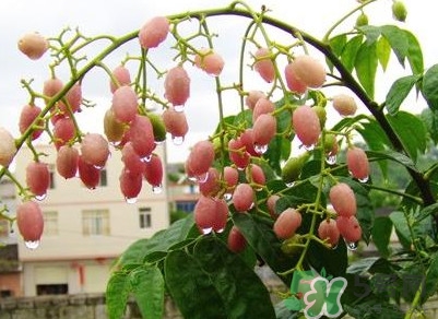 山黃皮怎么做好吃？山黃皮有什么藥用價(jià)值