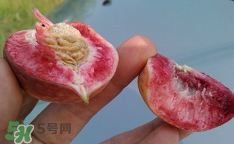 中華血桃什么時候成熟？中華血桃產(chǎn)地在哪兒