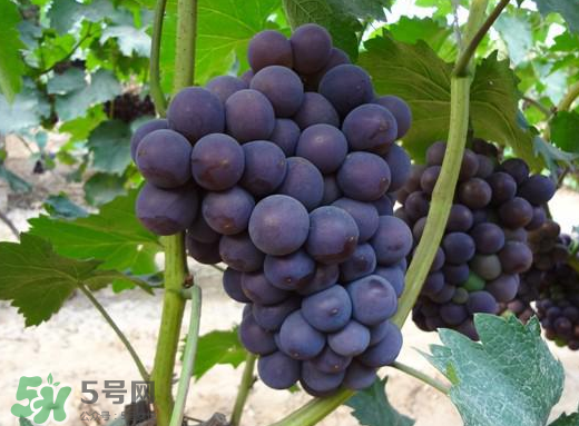 夏黑葡萄多少錢一斤？夏黑葡萄怎么挑選？