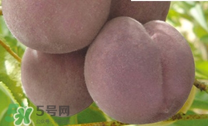 黑桃是什么水果？吃黑桃有什么好處？