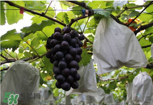 夏黑葡萄怎么洗？夏黑葡萄怎么洗才干凈？