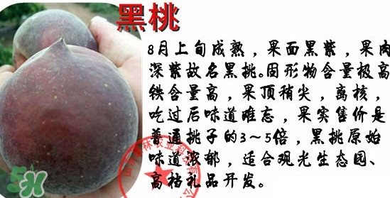 黑桃水果是什么品種？黑桃是酸性還是堿性