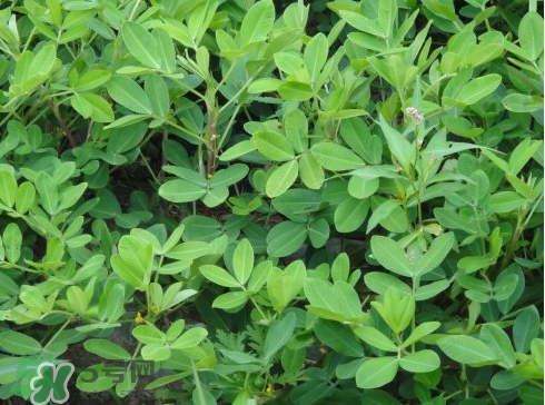 七月份可以種花生嗎？花生七月份可以種植嗎？