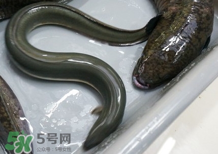鰻魚是鱔魚嗎？鰻魚是白鱔嗎