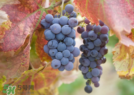 玫瑰香葡萄孕婦能吃嗎？孕婦可以吃玫瑰香葡萄嗎？