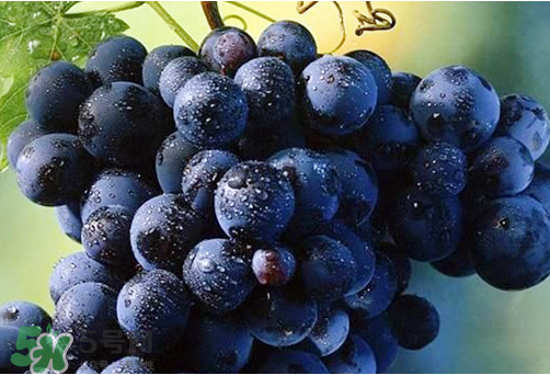 玫瑰香葡萄多少錢(qián)一斤？玫瑰香葡萄多少錢(qián)一斤2017？