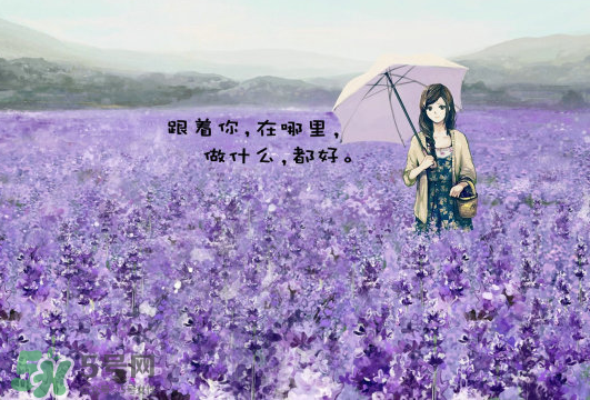 七月份還有薰衣草嗎？7月份還有薰衣草嗎？