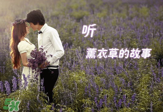七月份還有薰衣草嗎？7月份還有薰衣草嗎？