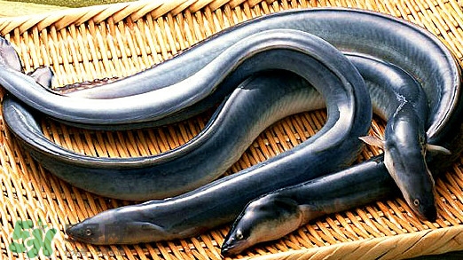 鰻魚是泥鰍嗎？鰻魚與泥鰍什么區(qū)別