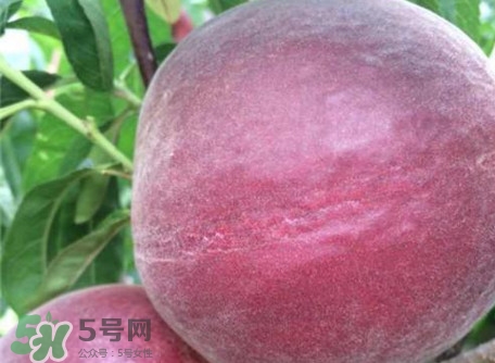 黑桃是什么水果？吃黑桃有什么好處？