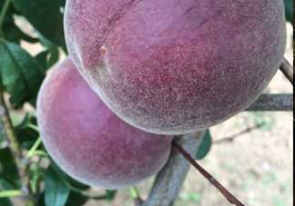 黑桃水果是什么品種？黑桃是酸性還是堿性