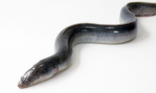 鰻魚是帶魚嗎？鰻魚和帶魚有什么區(qū)別