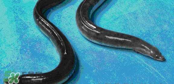 鰻魚是鱔魚嗎？鰻魚是白鱔嗎