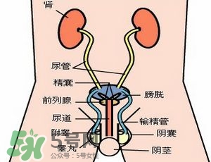 腎結(jié)石怎么治最好？腎結(jié)石的醫(yī)治方法