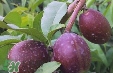 黑桃是什么水果？吃黑桃有什么好處？