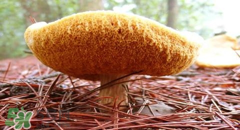 猴頭菇怎樣吃治胃?。亢镱^菇能治胃病嗎？