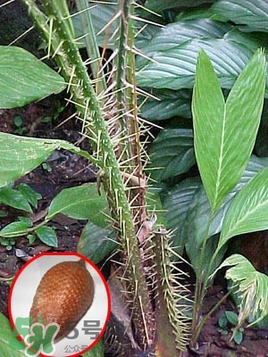 蛇皮果孩子能吃嗎？蛇皮果怎么清洗干凈？