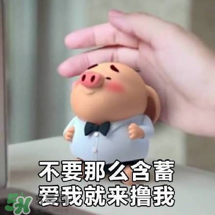 豬小屁表情包是什么？豬小屁表情包為什么這么火？