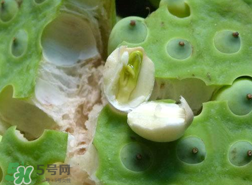 蓮蓬可以泡水喝嗎？蓮蓬泡水的功效與作用
