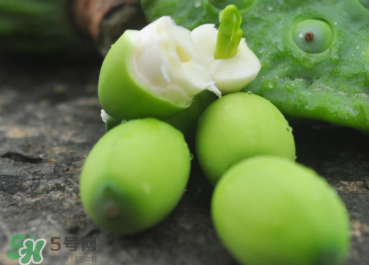 蓮蓬是水果嗎？蓮蓬是水果還是蔬菜？