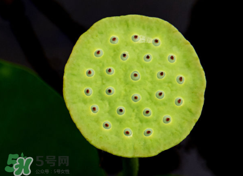 吃蓮蓬長(zhǎng)胖嗎？吃蓮蓬會(huì)胖嗎？