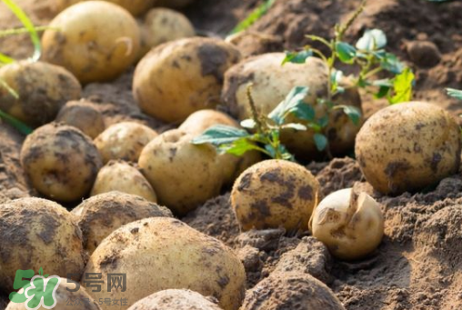 7月份能種土豆嗎？土豆7月怎樣種植？