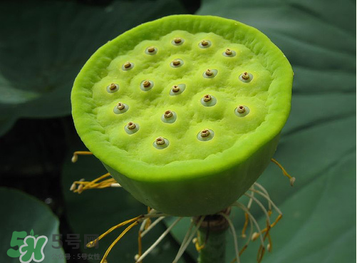 蓮蓬是什么樣子？蓮蓬是怎么長出來的？