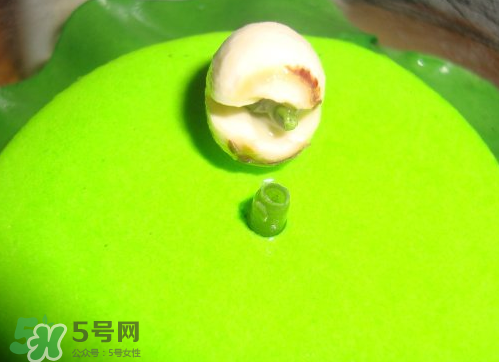 新鮮蓮子可以種嗎？新鮮蓮子能種出荷花嗎？