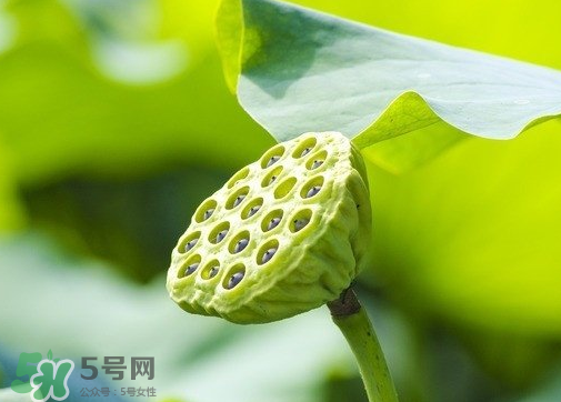 新鮮蓮蓬可以去胎毒嗎？蓮蓬煮水可以去胎毒嗎？