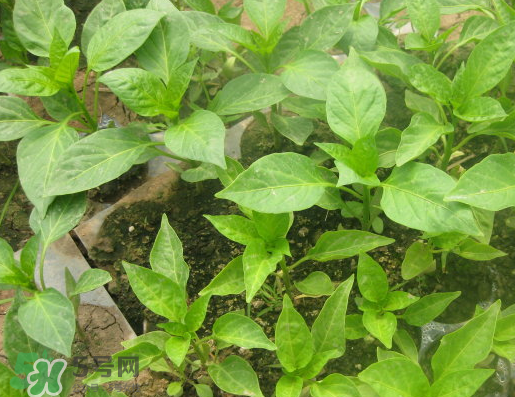 7月份可以種辣椒嗎？7月播辣椒種多長(zhǎng)時(shí)間能栽？