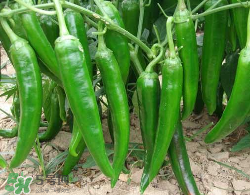 7月份可以種辣椒嗎？7月播辣椒種多長(zhǎng)時(shí)間能栽？